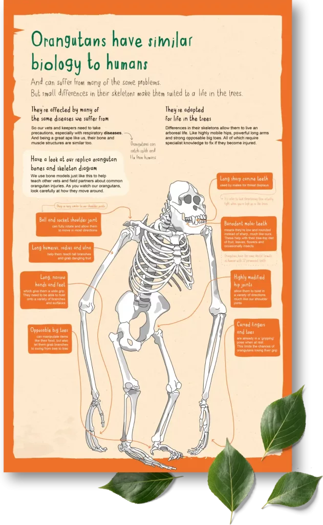 Orangutan skeleton infographic showing long arms, opposable big toes, curved fingers and adapted shoulder and hip joints.