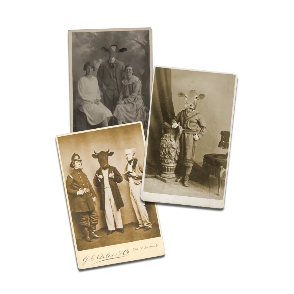 Three vintage sepia portraits showing people in period dress with cow heads, arranged overlapping on a white background.