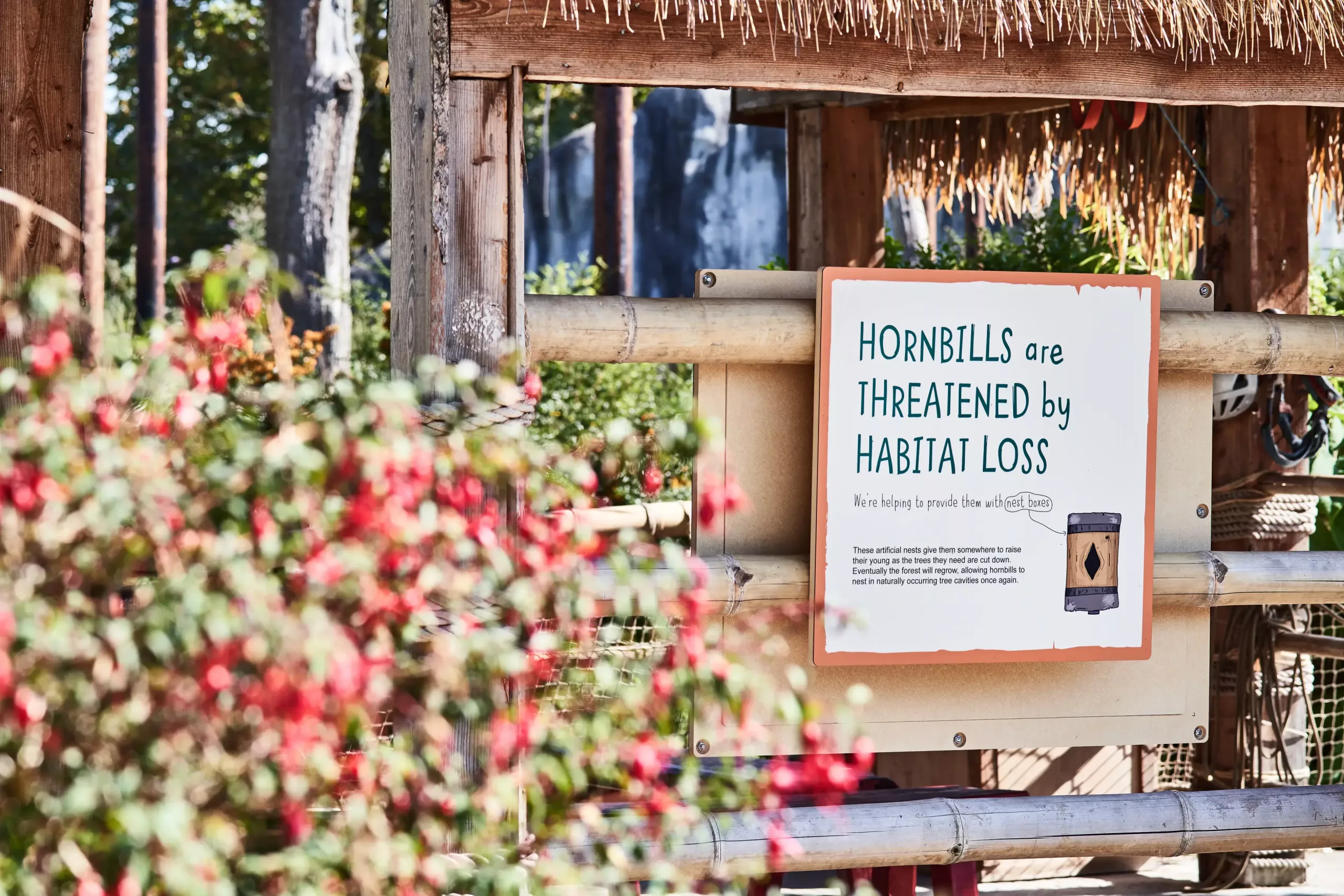 Sign on a bamboo shelter reading Hornbills are threatened by habitat loss, with blurred red flowers in the foreground.