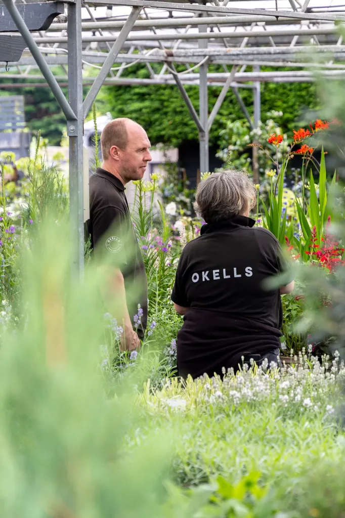 Two nursery workers in black shirts, one with OKELLS on the back, standing among flowering plants beneath a metal greenhouse frame.