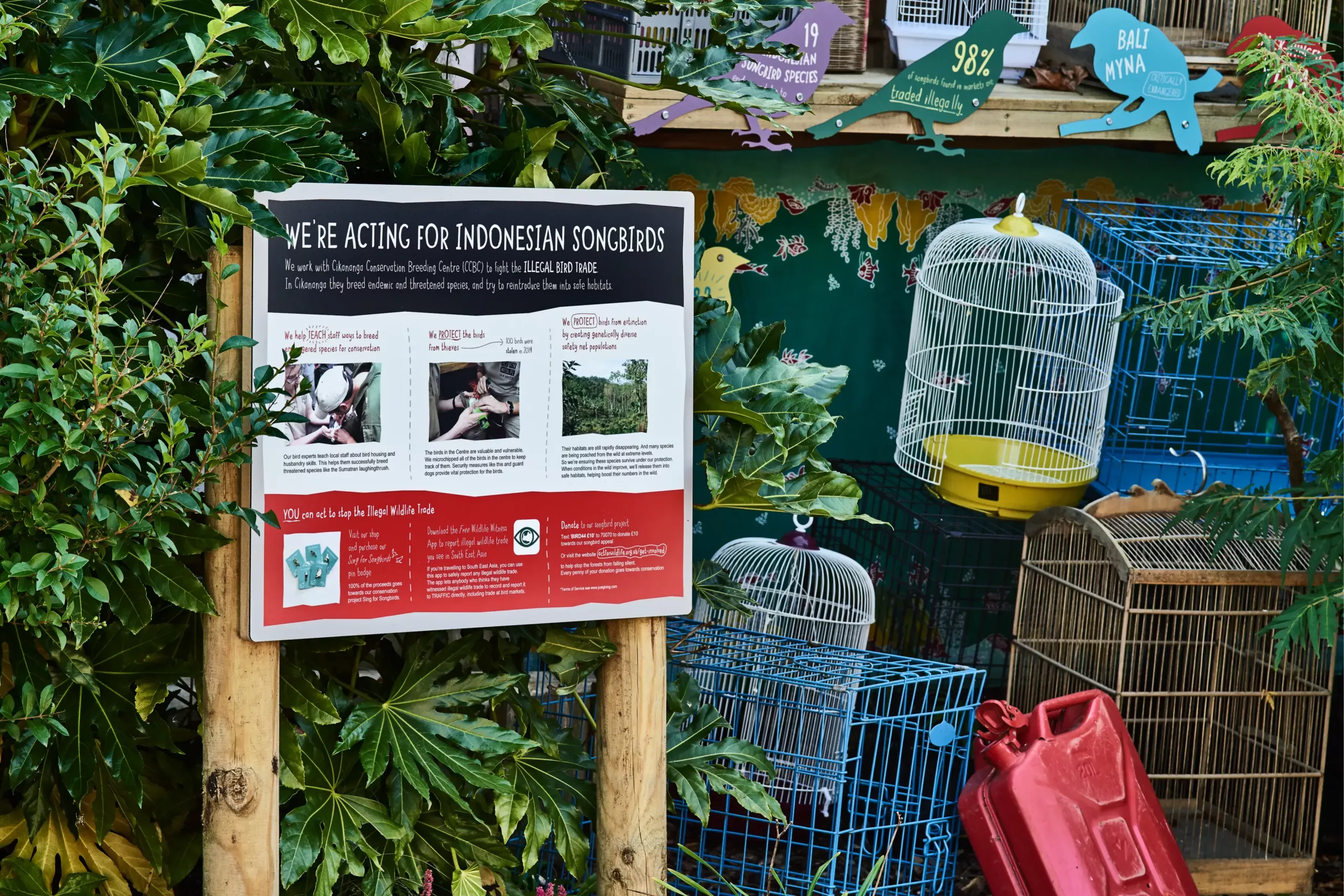 Poster 'We're acting for Indonesian songbirds' on wooden posts amid foliage, with empty birdcages and signs.