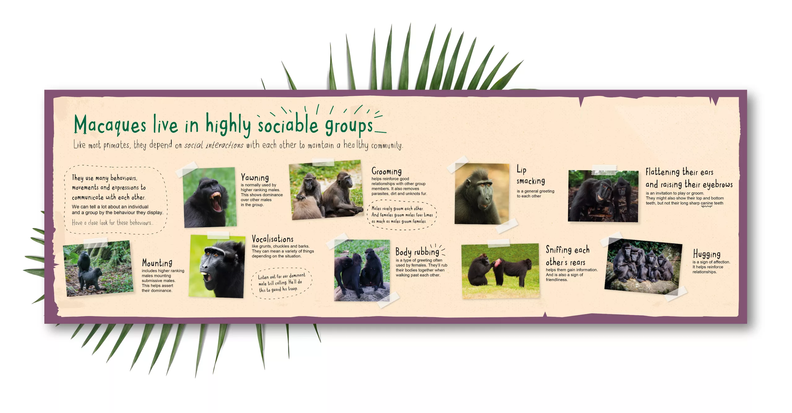 Infographic about macaque social behaviours with photos and captions showing grooming, yawning, vocalising and hugging.
