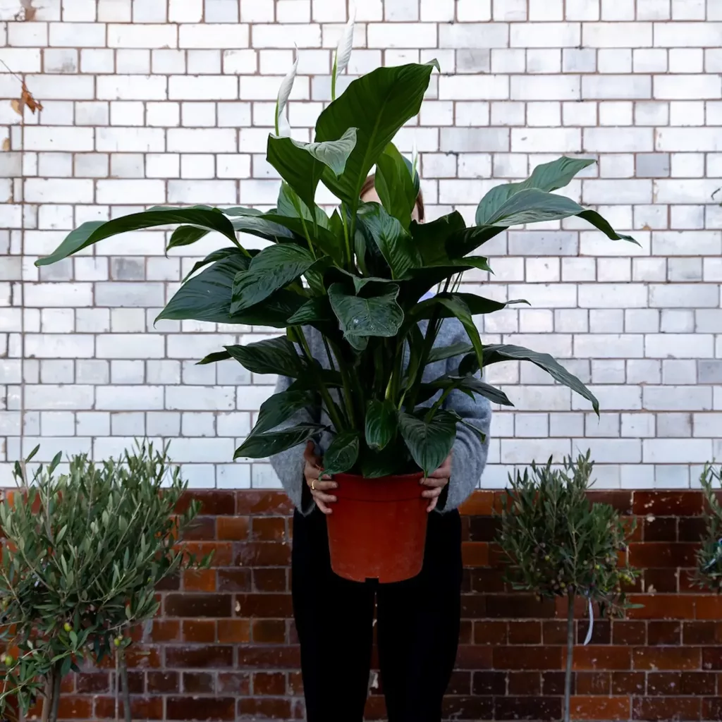 Person mostly obscured by a large potted peace lily with glossy green leaves and white spathes, held in front of a white tiled wall.