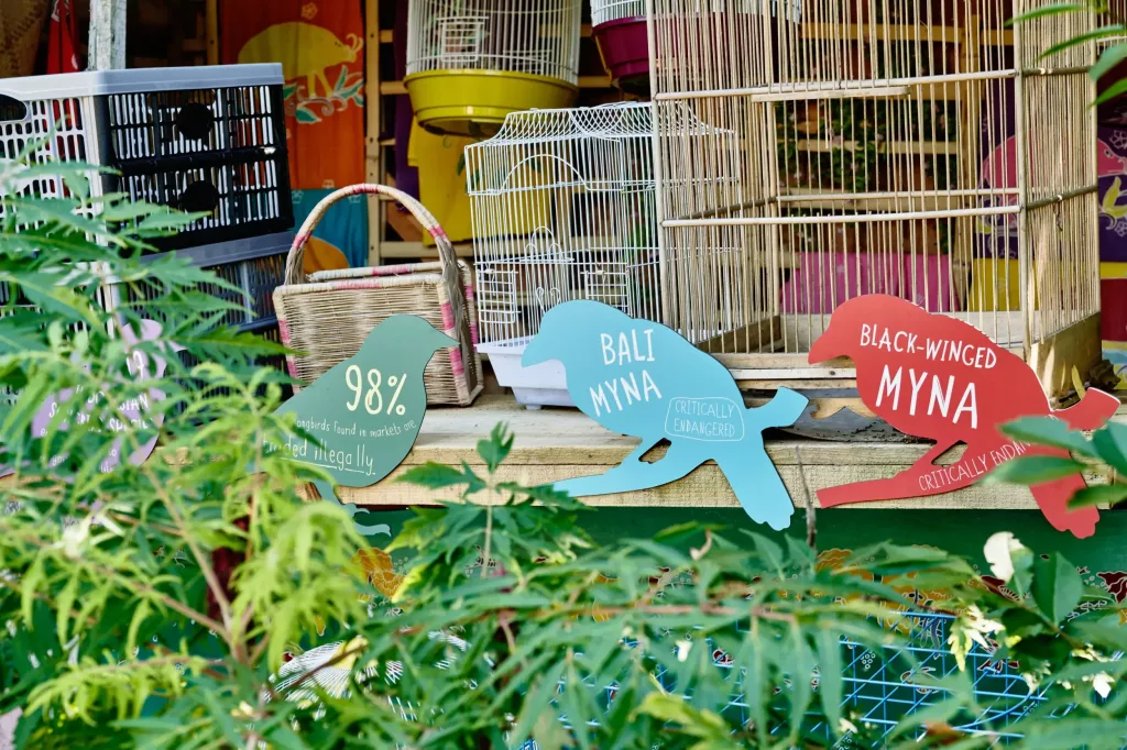 Cutout bird signs labelled Bali Myna, Black-winged Myna and 98% in front of stacked birdcages, partly obscured by foliage.